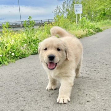 ゴールデンレトリバー【青森県・男の子・2024年3月17日・ゴールデン】の写真「優良血統💖祖父犬がチャンピオン🎖️」