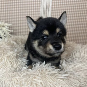 柴犬(標準サイズ)【青森県・男の子・2023年8月21日・黒】の写真「とっても甘えん坊さんな子🥹‼️」