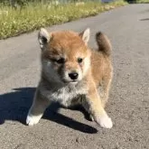 柴犬(標準サイズ)【青森県・女の子・2024年4月11日・赤】の写真1「体重1.2kg✨」