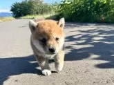 柴犬(標準サイズ)【青森県・女の子・2024年4月11日・赤】の写真2