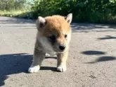 柴犬(標準サイズ)【青森県・女の子・2024年4月11日・赤】の写真3