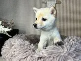 豆柴【青森県・女の子・2023年8月23日・白】の写真4