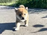 柴犬(標準サイズ)【青森県・女の子・2024年4月11日・赤】の写真4