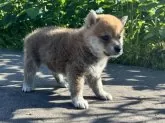 柴犬(標準サイズ)【青森県・女の子・2024年4月11日・赤】の写真5