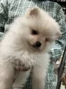 ポメラニアン【埼玉県・男の子・2024年12月16日・クリーム】の写真6