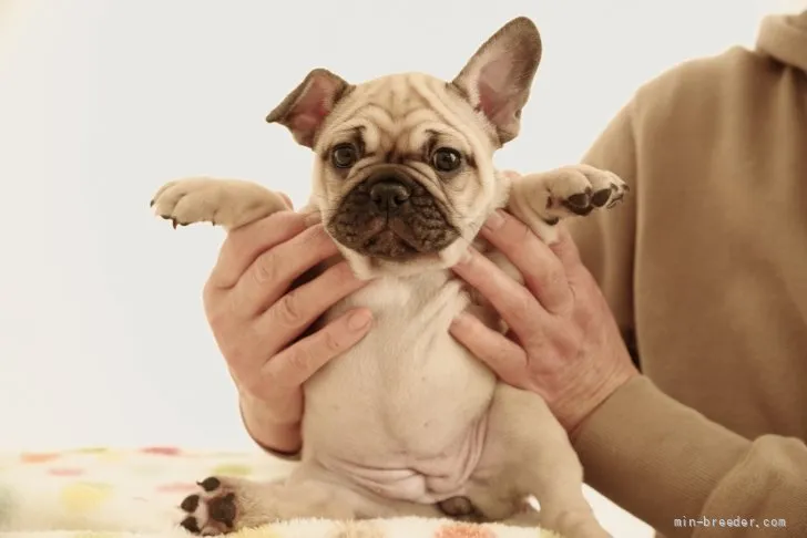 エイジ 様のお迎えした子犬