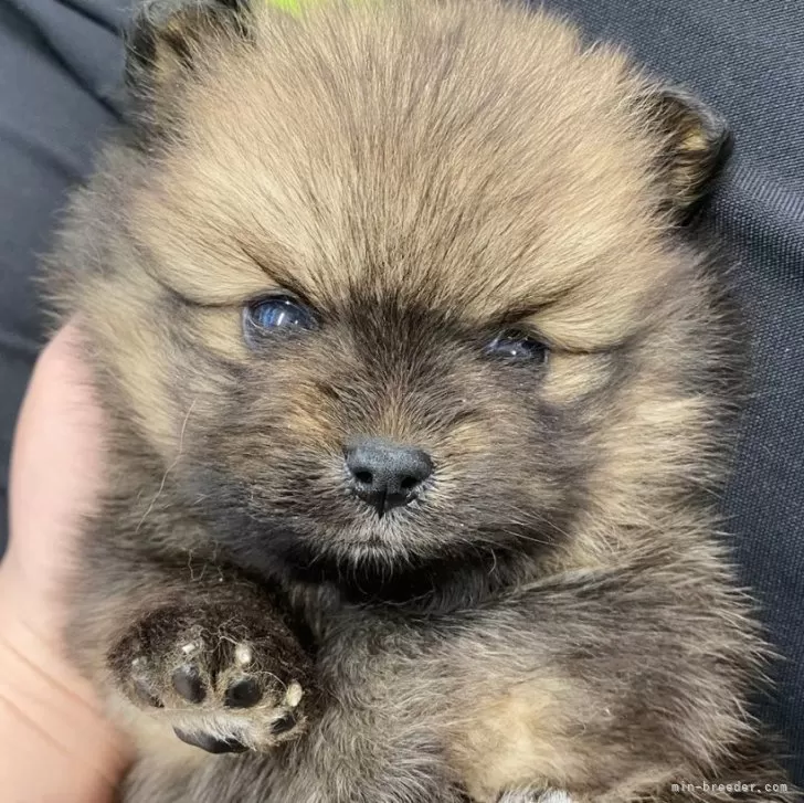 T 様のお迎えした子犬