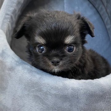 チワワ(ロング)【兵庫県・男の子・2024年4月18日・ブラックタン】の写真「大人しい　可愛い仔犬です」