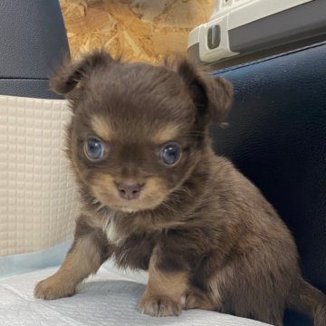 チワワ(ロング)【兵庫県・男の子・2024年7月29日・チョコタン】の写真「おとなしい仔です」