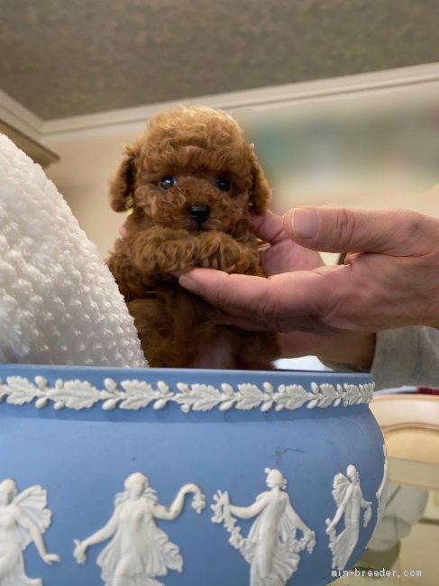 ティーカッププードルの子犬をお迎えいただいたお客様の声 口コミ 評判 香川県 みんなのブリーダー