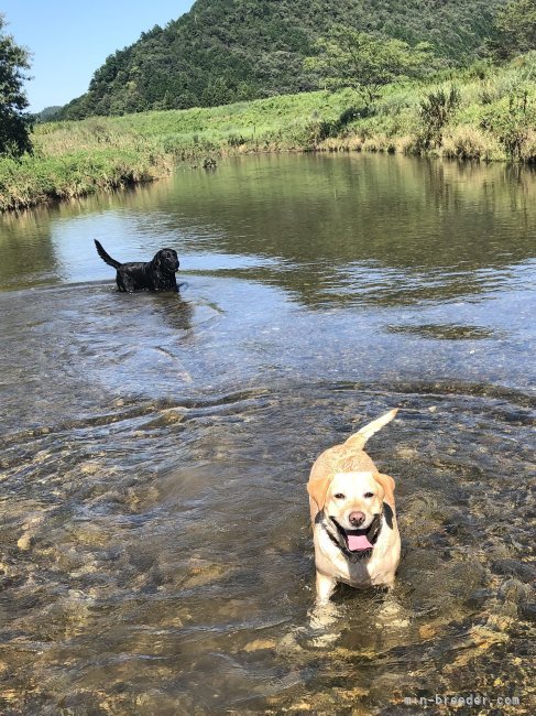 川口浩司ブリーダーのブログ：親犬の夏休み