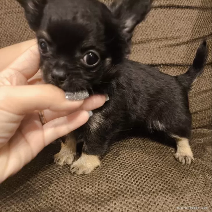 T.T 様のお迎えした子犬