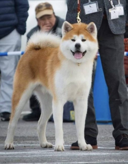 高橋　富万(たかはし　とみかず)ブリーダー(群馬県・秋田犬など・JKC/日本犬保存会/秋田犬保存会/KC登録)の紹介写真10