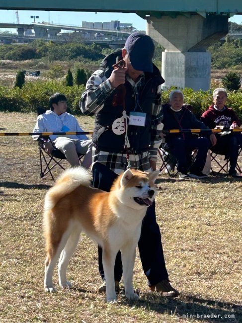 高橋　富万(たかはし　とみかず)ブリーダー(群馬県・秋田犬など・JKC/日本犬保存会/秋田犬保存会/KC登録)の紹介写真8