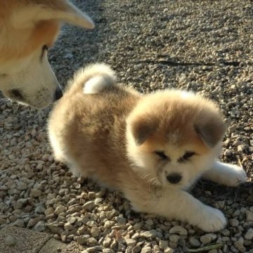 秋田犬【群馬県・女の子・2024年12月12日・赤毛】の写真「目形の良いがっしりした太った可愛い女の子です。」