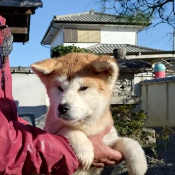 秋田犬【群馬県・男の子・2024年9月4日・赤毛】の写真「体格の良い男の子です。」