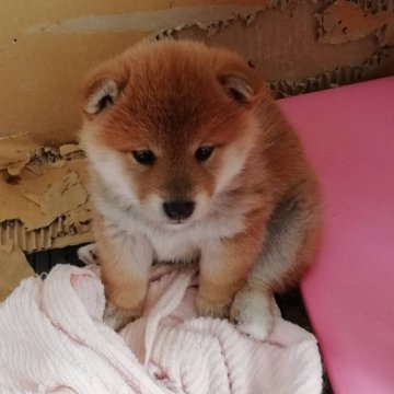 柴犬(標準サイズ)【群馬県・女の子・2024年11月3日・赤毛】の写真「赤毛の綺麗な可愛い豆柴位の大きさです。」