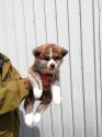 秋田犬