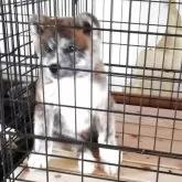 秋田犬