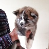 秋田犬