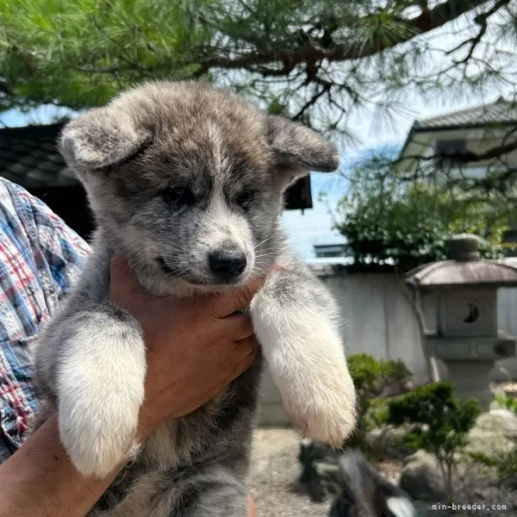 秋田犬【群馬県・女の子・2024年5月5日・虎毛】の写真1