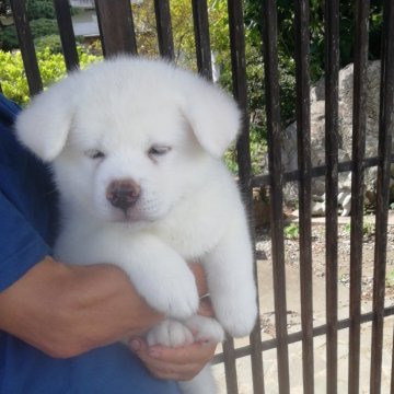 秋田犬【群馬県・男の子・2024年7月10日・白毛】の写真「身体のガッチリした男の子です。」