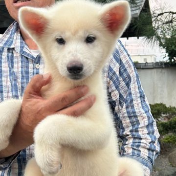 秋田犬【群馬県・女の子・2024年5月6日・白毛】の写真「人懐っこいガッチリした女の子です。」