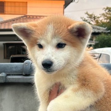 秋田犬【群馬県・女の子・2024年5月6日・赤毛】の写真「人懐っこい可愛い女の子です。　　　　　　　　　　　」