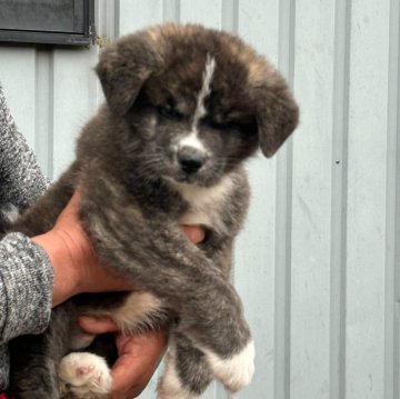 秋田犬【群馬県・男の子・2024年2月27日・虎毛】の写真「人懐っこいがっしりした男の子です。」