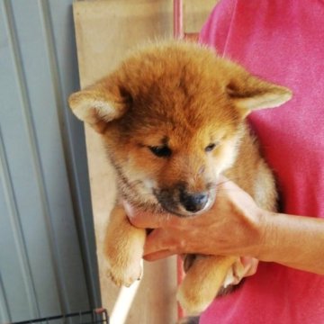 柴犬(標準サイズ)【群馬県・女の子・2023年7月2日・胡麻】の写真「人懐っこい胡麻柴の可愛い女の子です。　　　　　　」