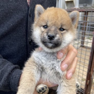 柴犬(標準サイズ)【北海道・女の子・2024年9月13日・赤】の写真「丸顔で可愛い子です」