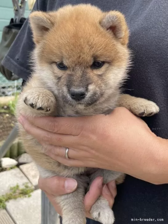 柴犬【北海道・女の子・2024年9月13日・赤】丸顔で可愛い子です｜みんなのブリーダー（子犬ID：2410-07285）