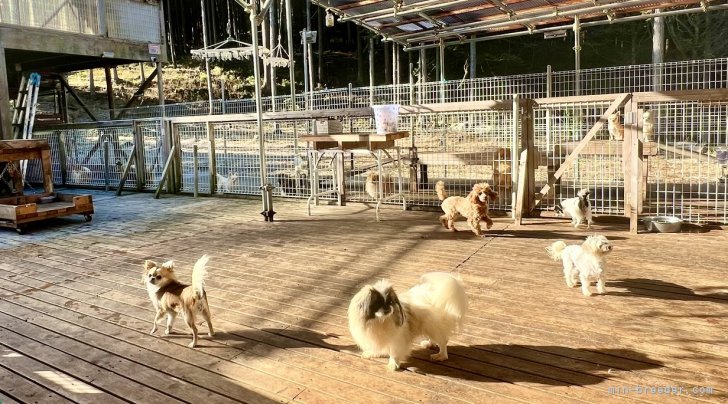 犬舎は全てのドッグランと直結しています。｜三宅　綾(みやけ　りょう)ブリーダー(神奈川県・ポメラニアンなど・JKC登録)の紹介写真8