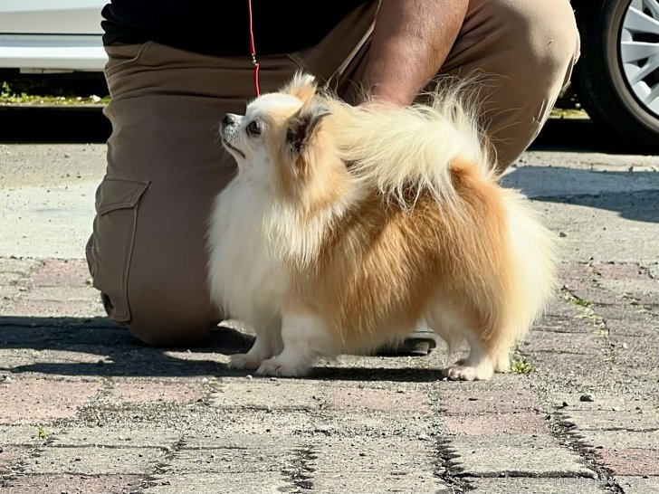 三宅綾ブリーダーのブログ：父犬　60