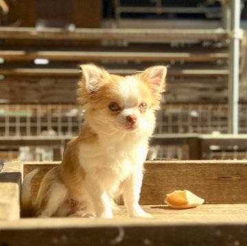 チワワ(ロング)【神奈川県・男の子・2024年7月27日・チョコフォーン&ホワイト】の写真「父JKCチャンピオンの可愛い男の子」