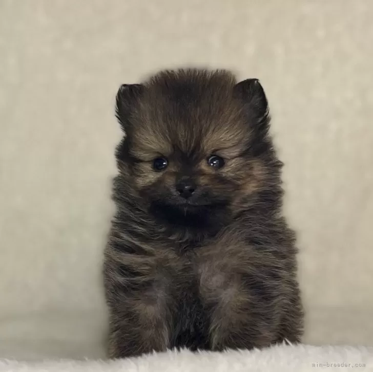 ありんこ 様のお迎えした子犬