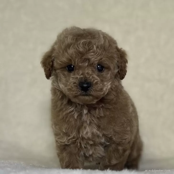 みゆ 様のお迎えした子犬