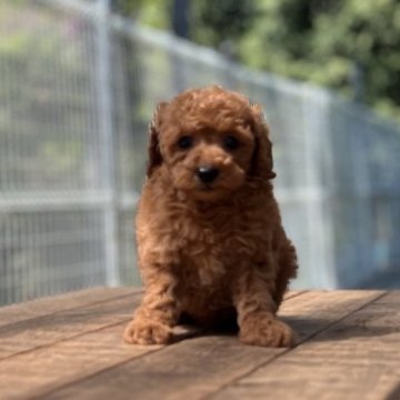 トイプードル(トイ)【神奈川県・男の子・2023年2月23日・オレンジフォーン】の写真「可愛い男の子」