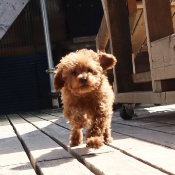 トイプードル(タイニー)【神奈川県・男の子・2023年12月30日・オレンジフォーン】の写真「可愛い男の子」