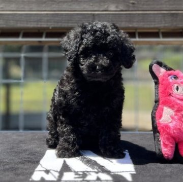 トイプードル(トイ)【神奈川県・男の子・2023年3月12日・ブラック】の写真「可愛いブラックの男の子」