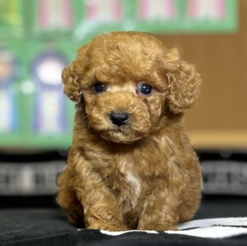 トイプードル(タイニー)【神奈川県・男の子・2023年5月6日・オレンジフォーン】の写真「可愛い男の子」