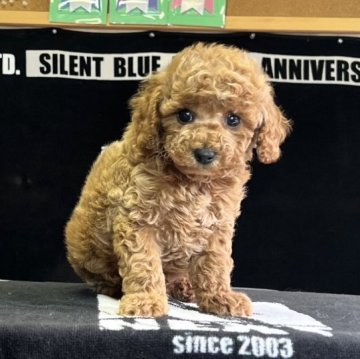 トイプードル(トイ)【神奈川県・男の子・2023年5月1日・オレンジフォーン】の写真「大振りサイズの可愛い男の子」