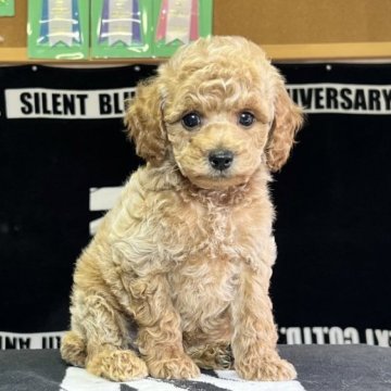 トイプードル(トイ)【神奈川県・男の子・2023年5月1日・オレンジフォーン】の写真「大振りサイズの可愛い男の子」