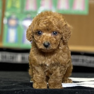 トイプードル(タイニー)【神奈川県・男の子・2023年5月6日・オレンジフォーン】の写真「可愛い男の子」