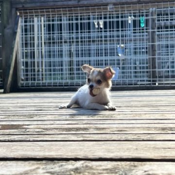 チワワ(ロング)【神奈川県・女の子・2023年4月30日・パーティ】の写真「父JKC.CH」