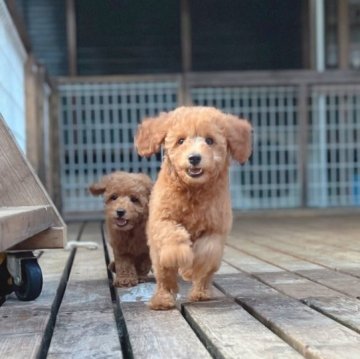 トイプードル(トイ)【神奈川県・女の子・2023年5月1日・レッドフォーン】の写真「大振りサイズの可愛い女の子」