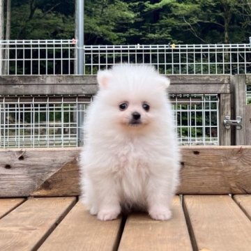 ポメラニアン【神奈川県・男の子・2023年3月4日・クリーム】の写真「小振りで可愛い男の子」