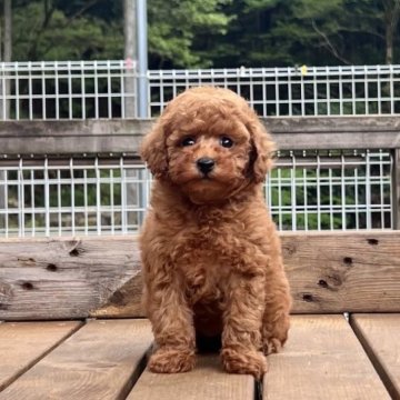 トイプードル(タイニー)【神奈川県・女の子・2023年3月1日・レッドフォーン】の写真「可愛い女の子」