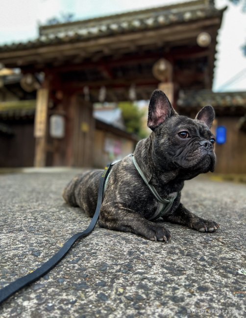 フレンチブルドッグ【・男の子・2020年12月19日・ブリンドル】「吉野山の犬の神社、吉水神社にて」