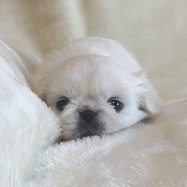 ペキニーズ 鹿児島県 男の子 21年5月2日 ホワイト コロコロ可愛いペキちゃん みんなのブリーダー 子犬id 2106 007